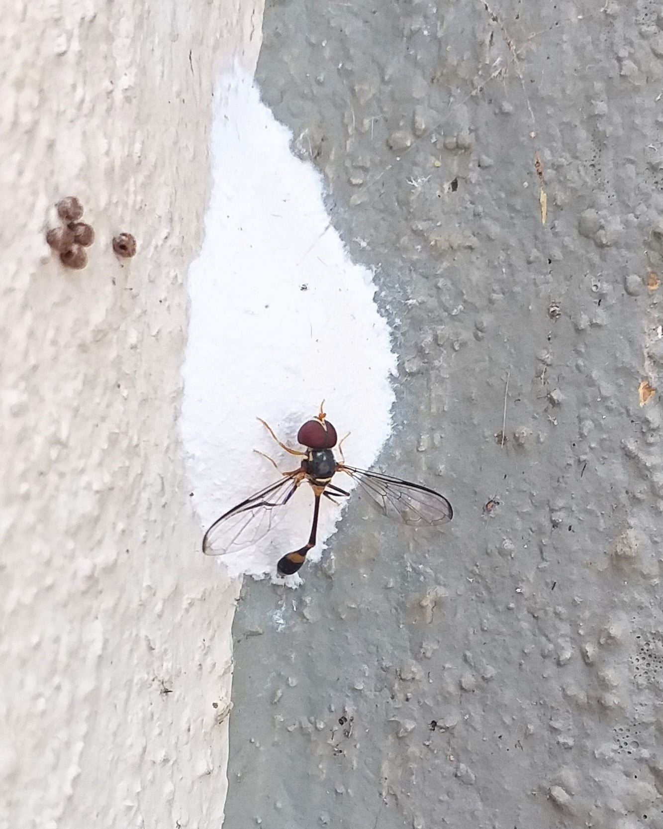 Hoverflies preying on planthopper eggs Natural History